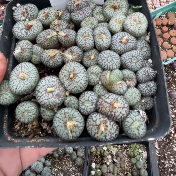 完全开放658日系墨小锥带盆