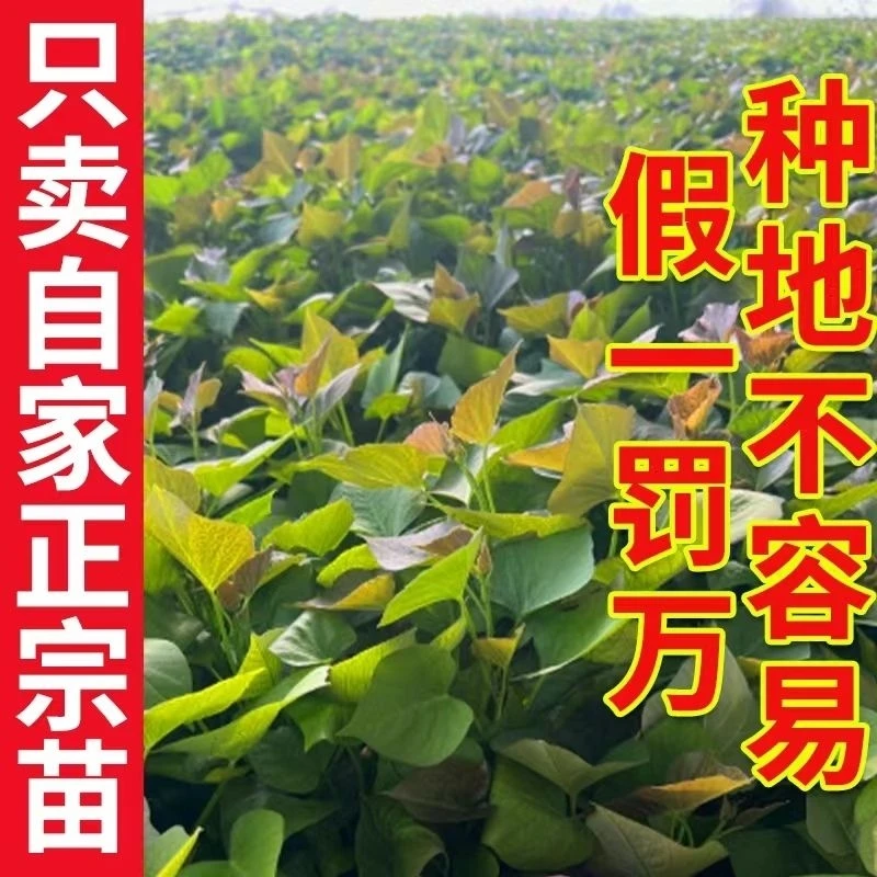 红薯苗秧苗高产蜜薯流油糖心苗西瓜红六鳌蜜薯板栗薯紫薯苗子番薯