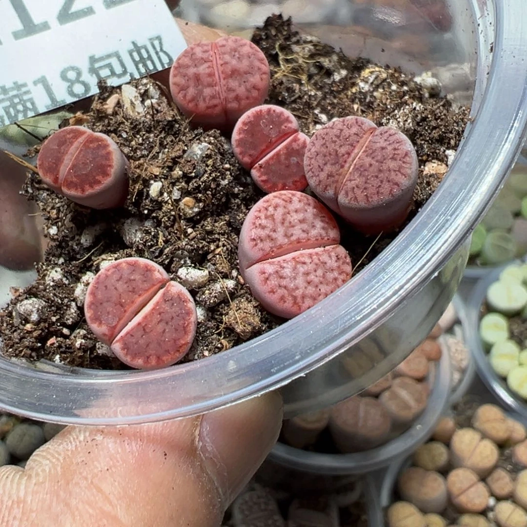 【闪购商品】 1122。