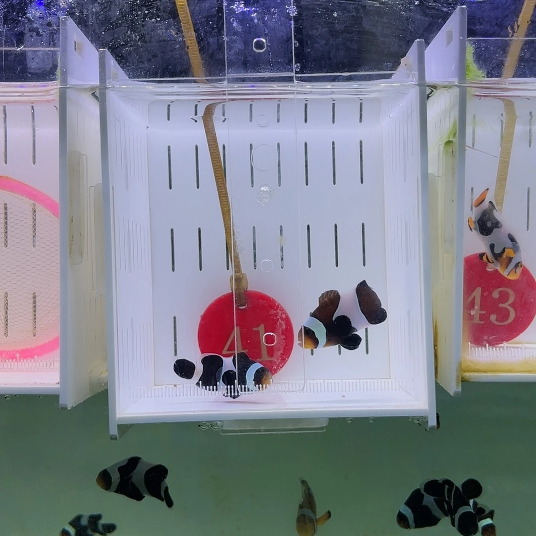 海水鱼暗黑小丑鱼