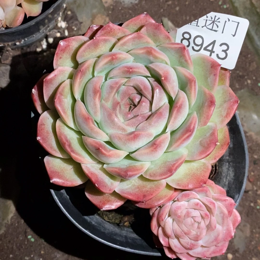 不包整散掉头8943~8厘米