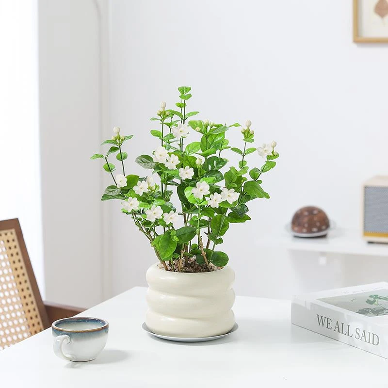 专柜品牌茉莉花盆栽植物室内开花绿植花卉办公室吸甲醛桌面阳台好
