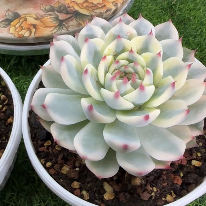 吉娃娃锦多肉植物的时候