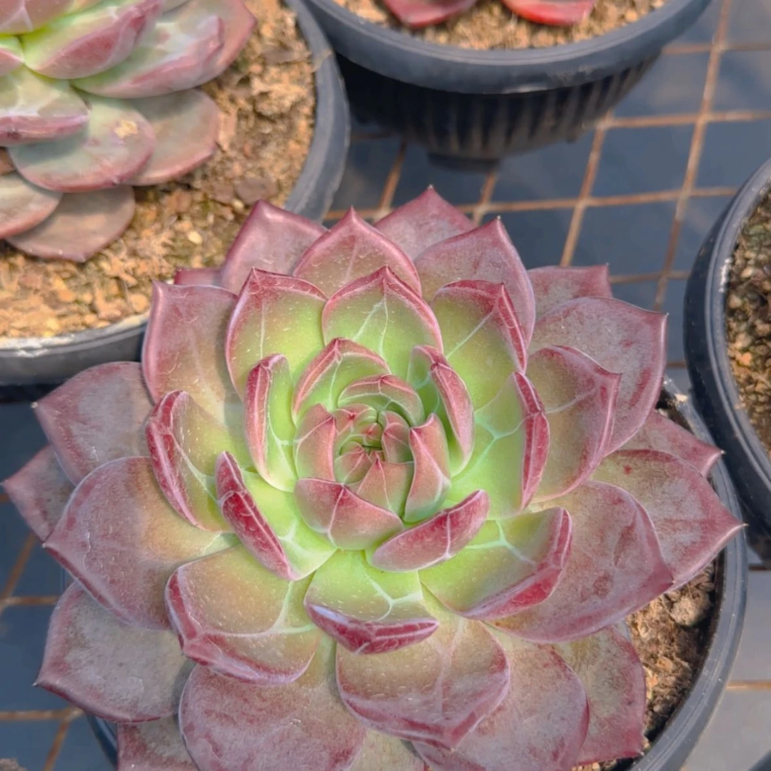 【闪购商品】母本达玉钻