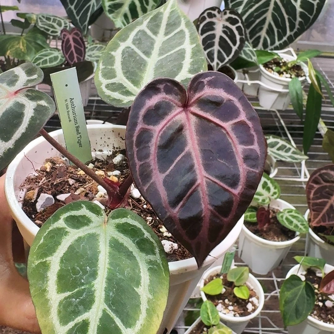 完全开放红虎进口养定