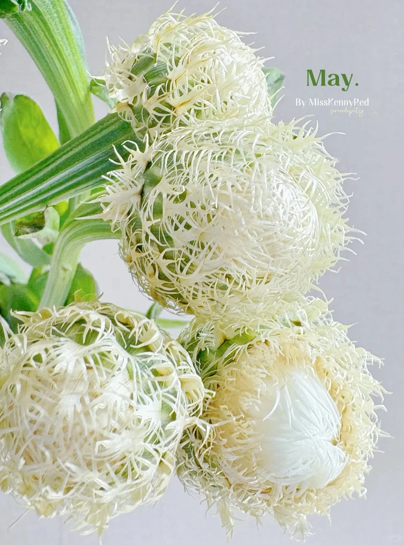 夏日超长待鸟巢鲜切花