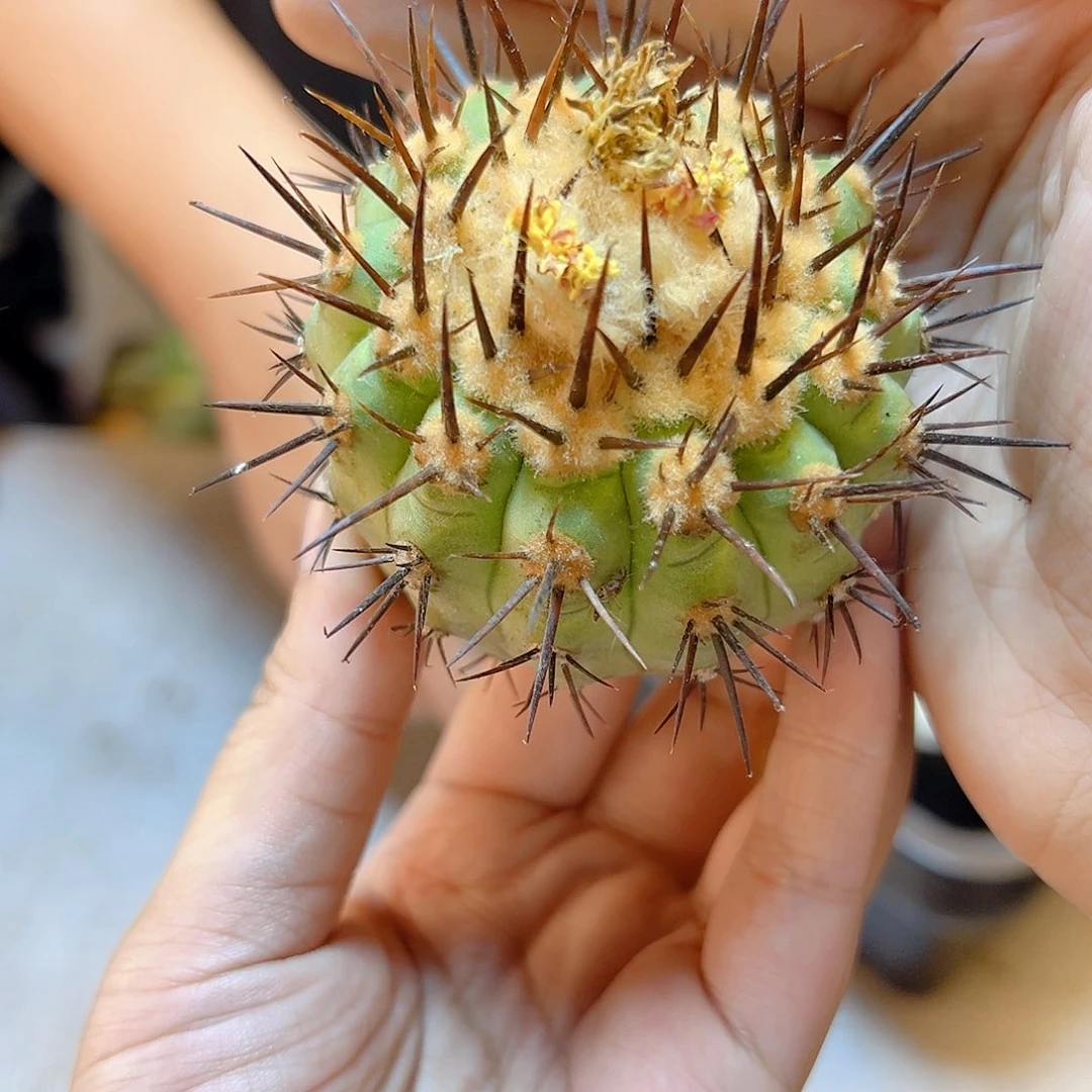 晚1号黑王无根含刺7.8公分