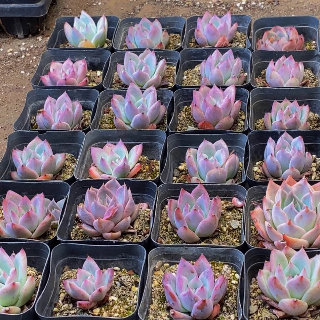 474多肉酱面霜和红参蜗牛