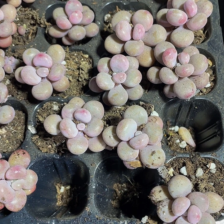 小桃蛋1元带土发