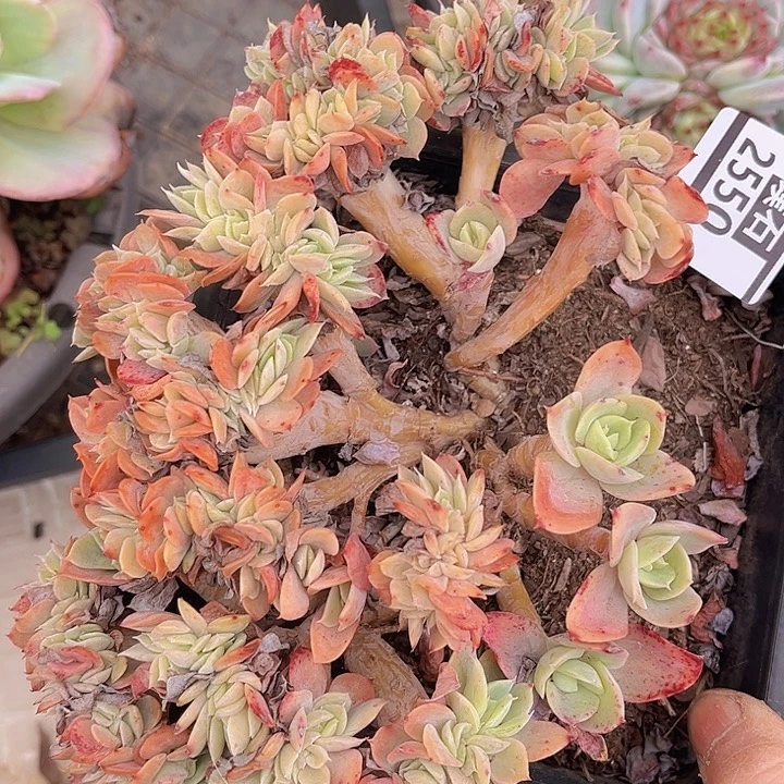 丝绸缀2550多肉植物