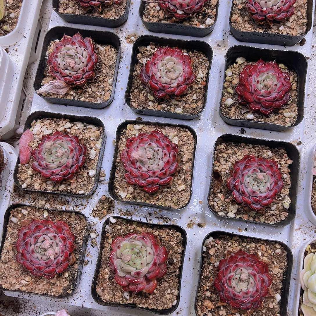 紫皇后19包邮多肉