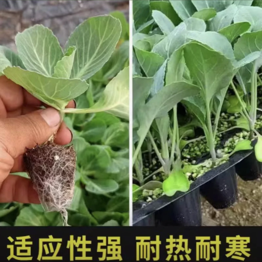 高产有机白花菜甘蓝秧苗适合阳台花盆庭院种植