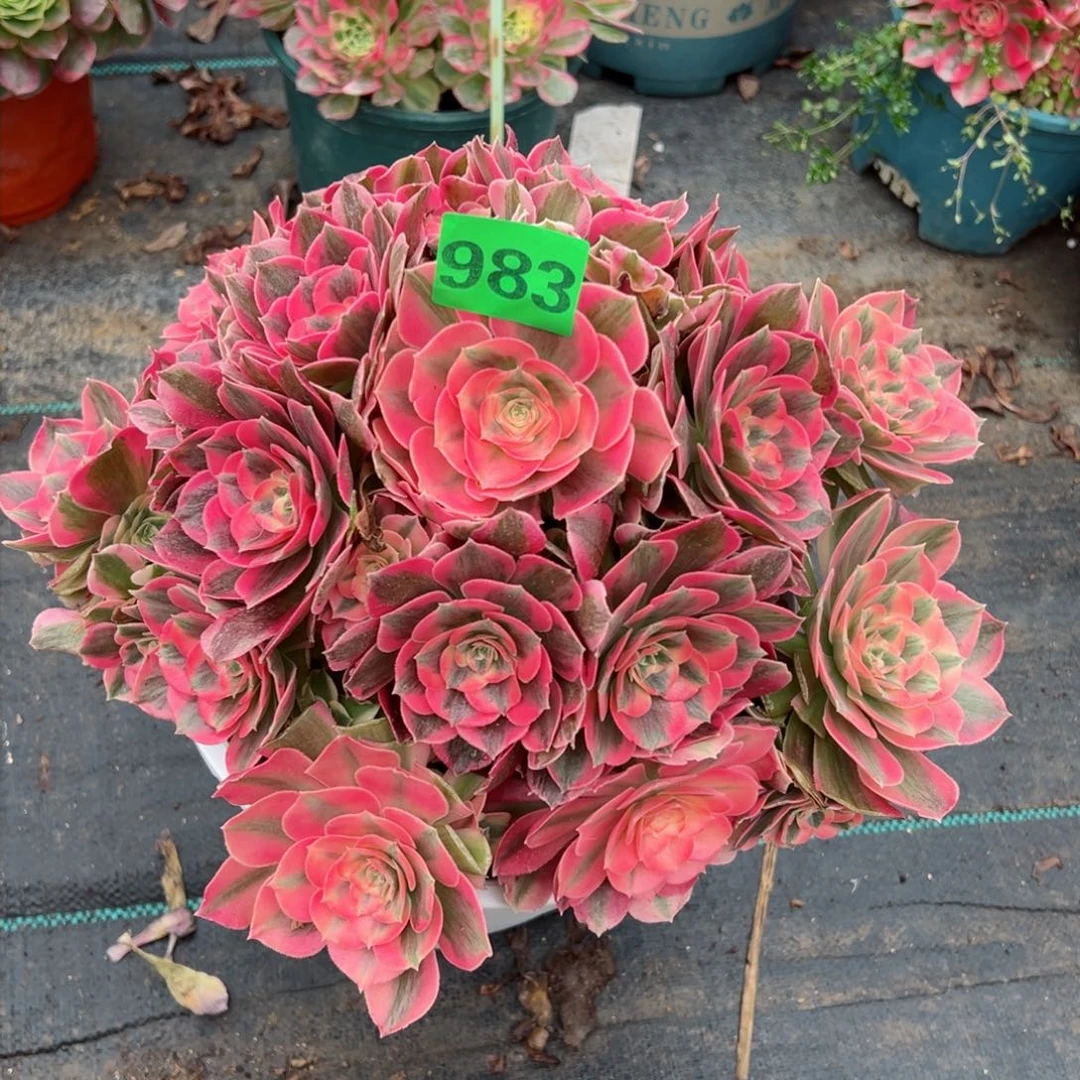 983粉女郎法师多肉植物