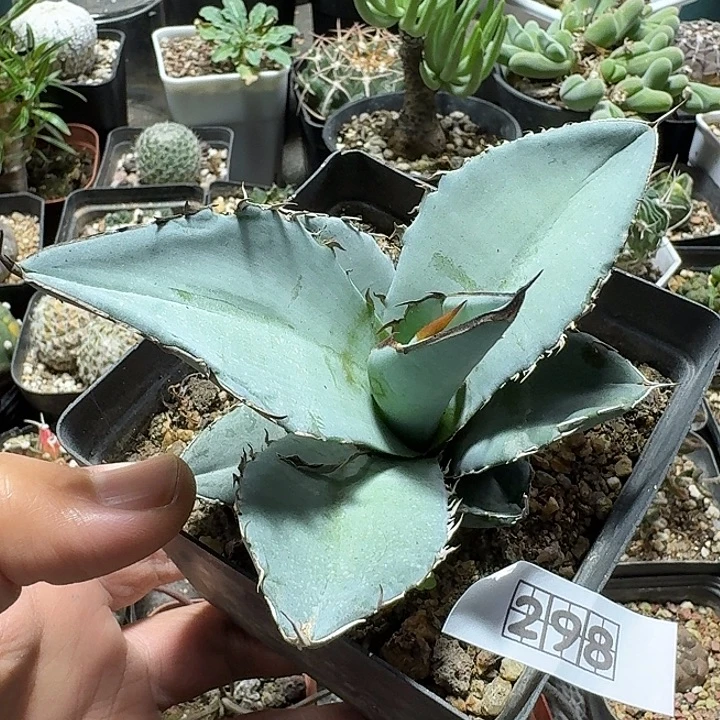 298蓝冰龙舌兰脱土发货