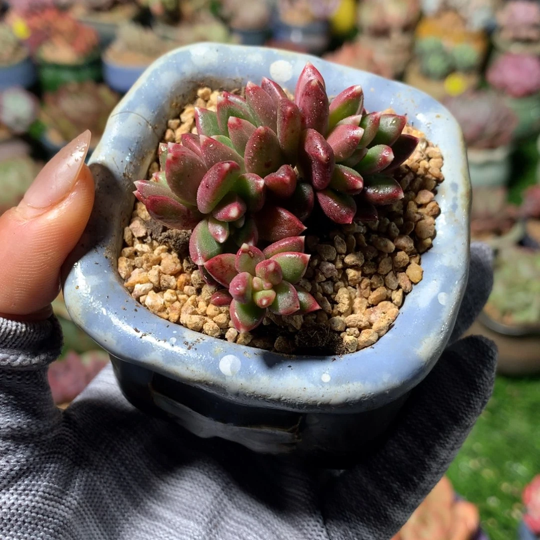 带盆  柏拉图美人