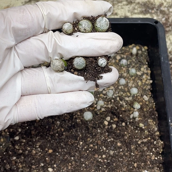 林***包540啦啦啦啦啦啦我现在