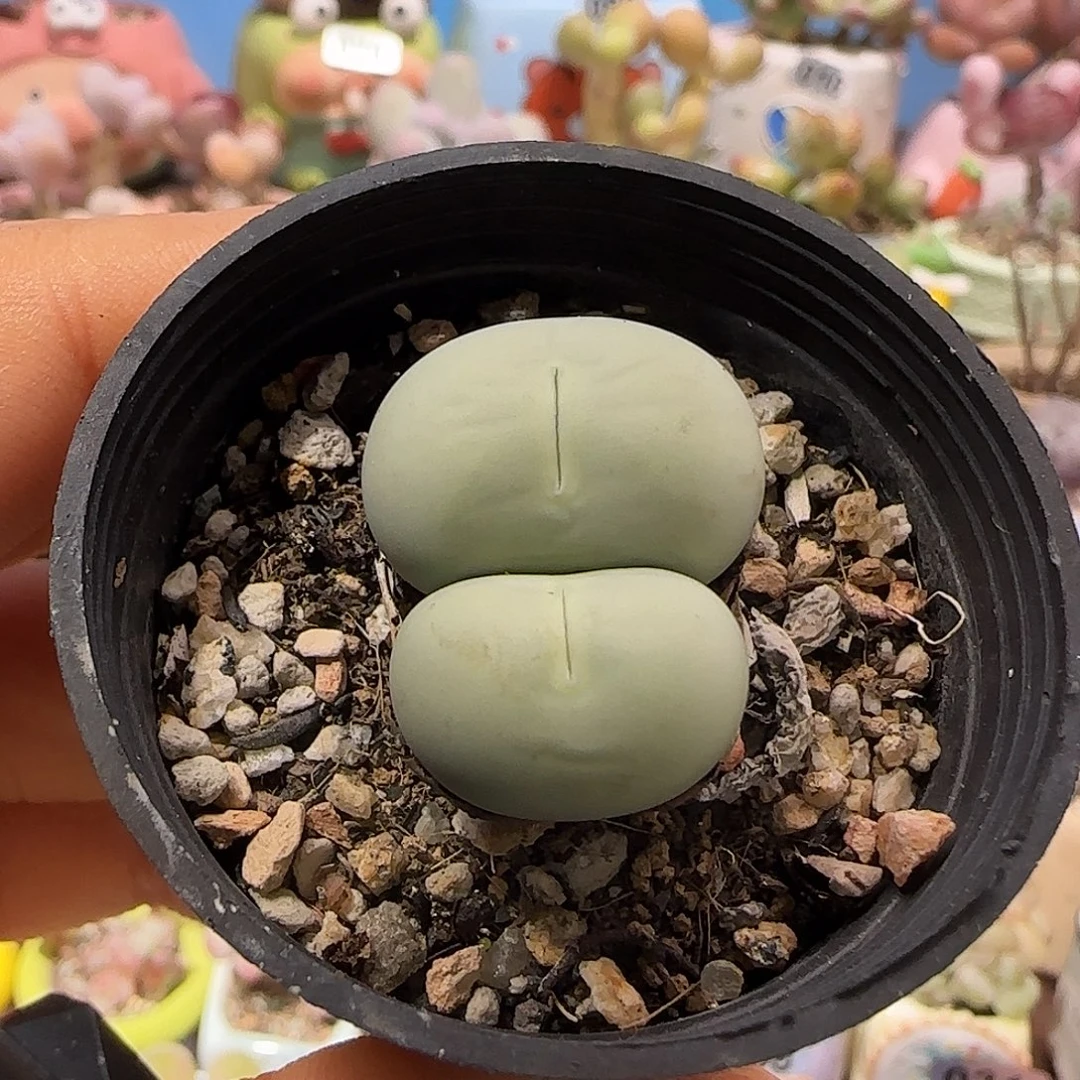 T双头可爱鸽子蛋盆口3.5cm