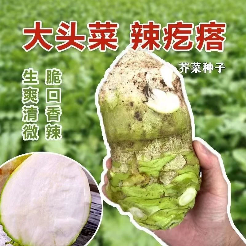 【全店任意挑选满8包包邮】四川大头菜种子大芥菜种籽香脆大头菜籽