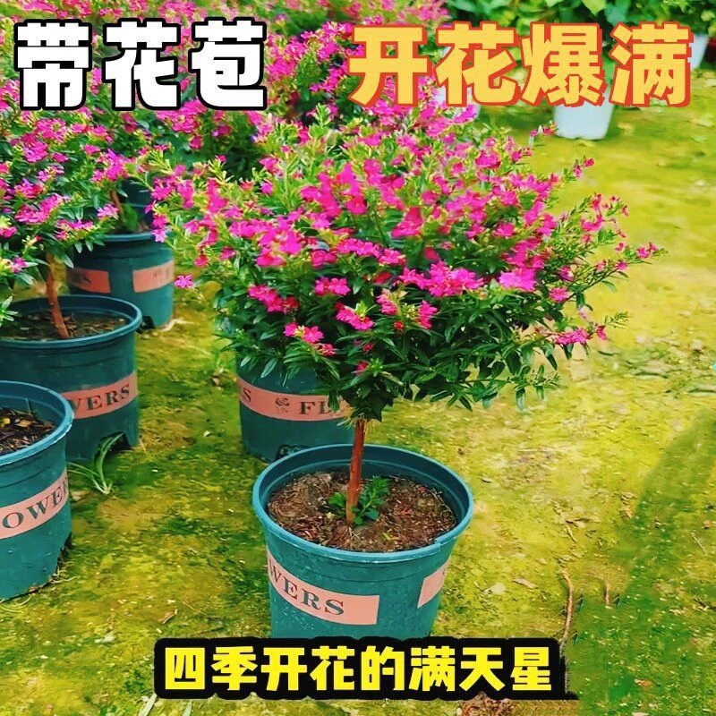 满天星盆栽独杆老桩带花苞阳台庭院四季开花必备