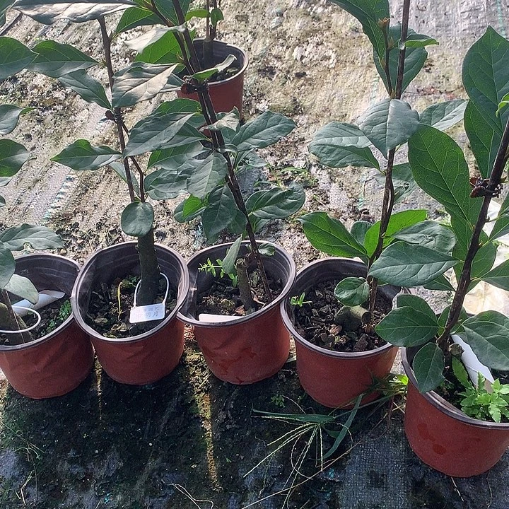 完全开放紫明月29.9，嫁接苗