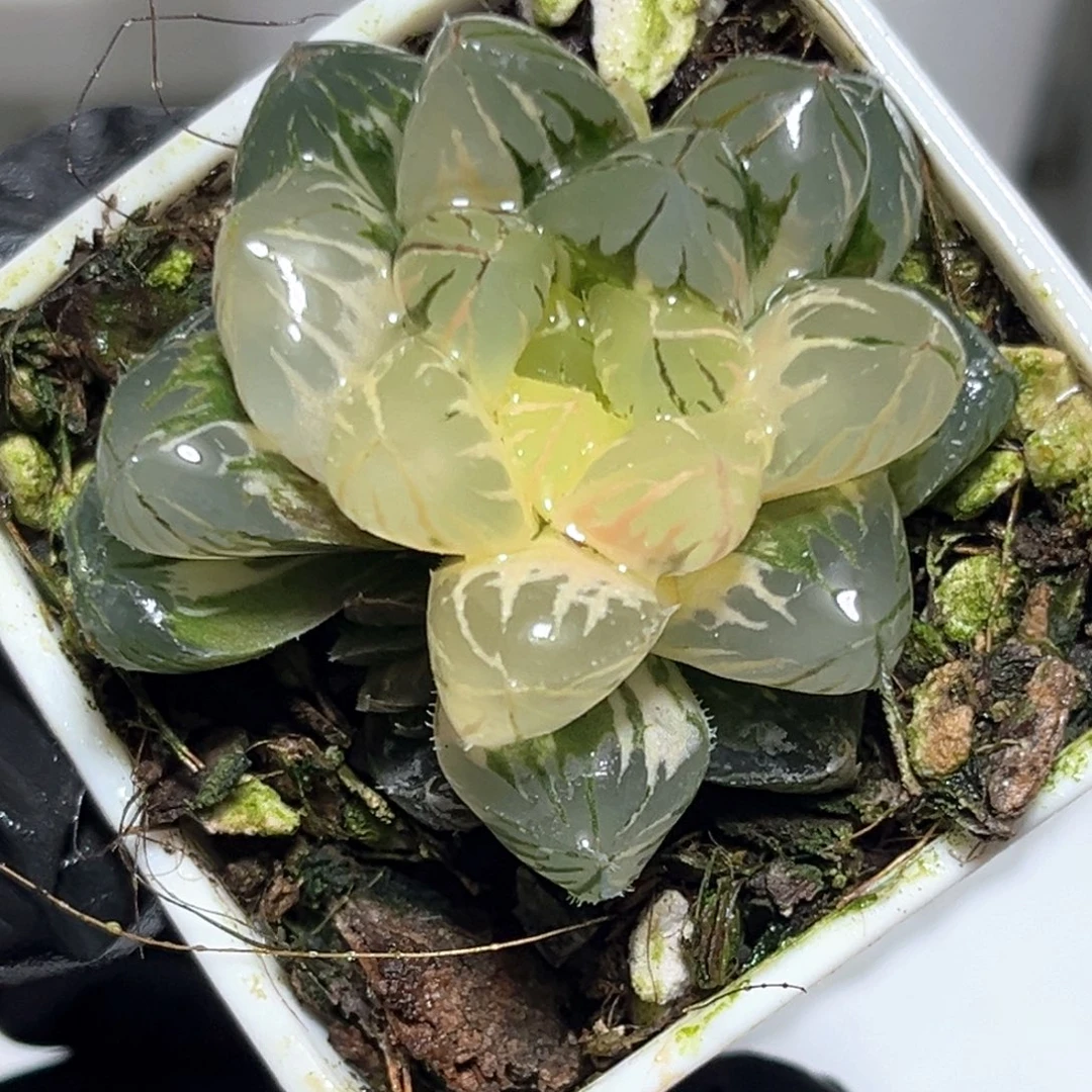 恭喜发财大吉大利1087