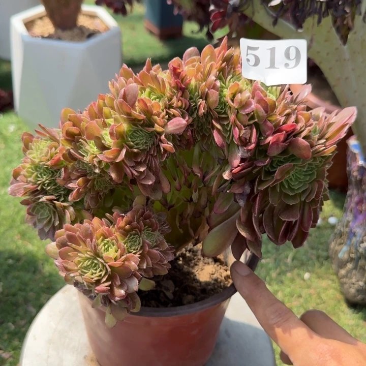 黄金万两法师锦缀化519