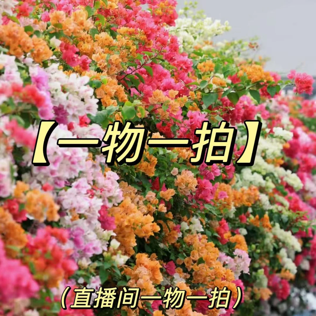 【光之国】  一物一拍   高品质三角梅四季开花阳台庭院盆栽植物