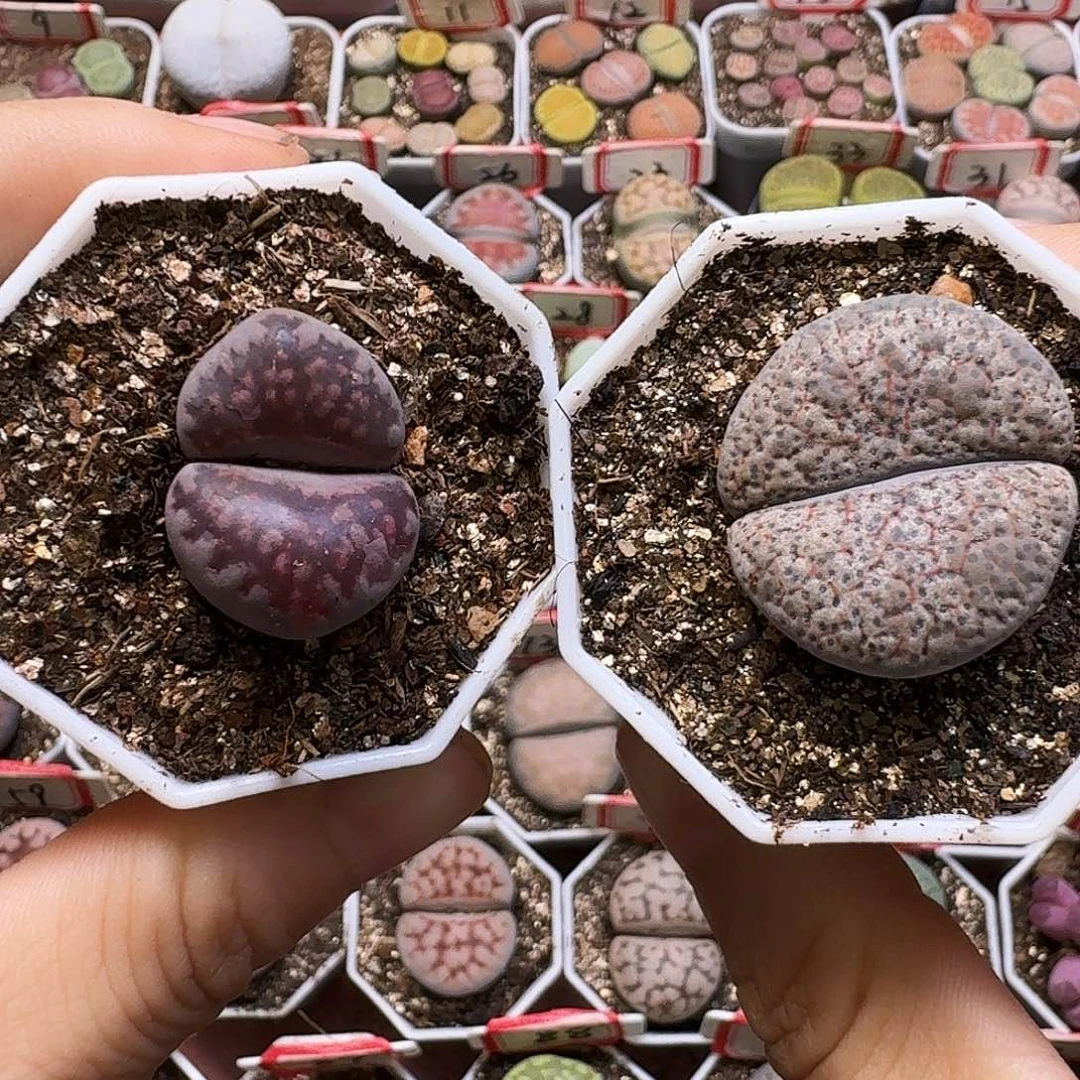 生石花1111。  福利。 232