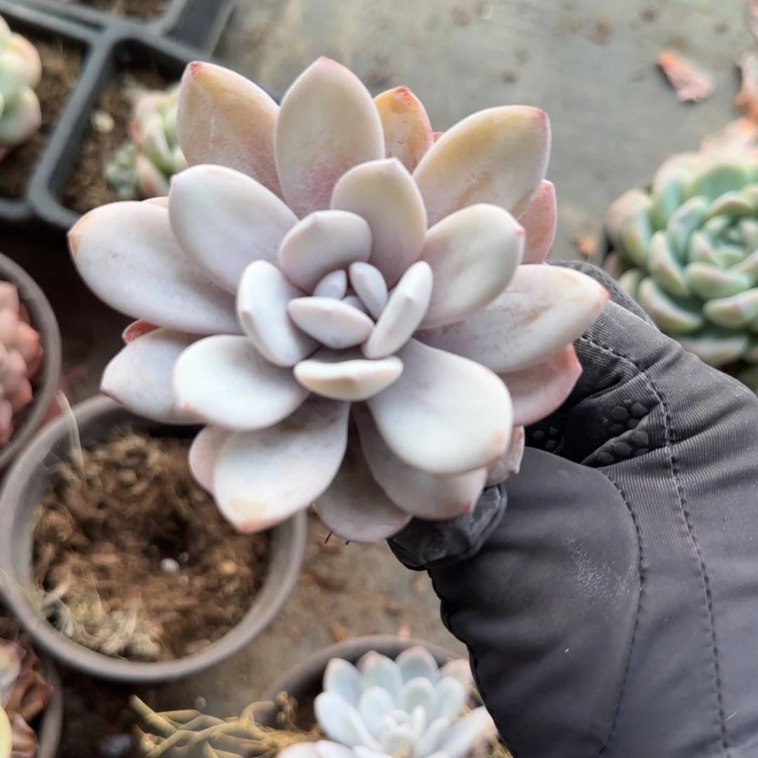 无花朵雪莲小单头