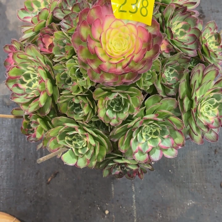 有***情哈哈多肉葡萄福利238