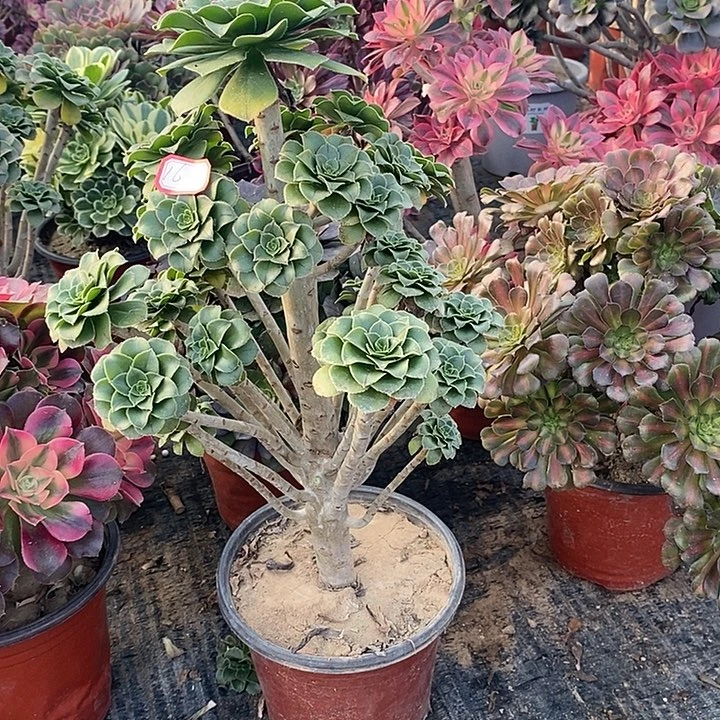 16，绿法师多肉法师多肉