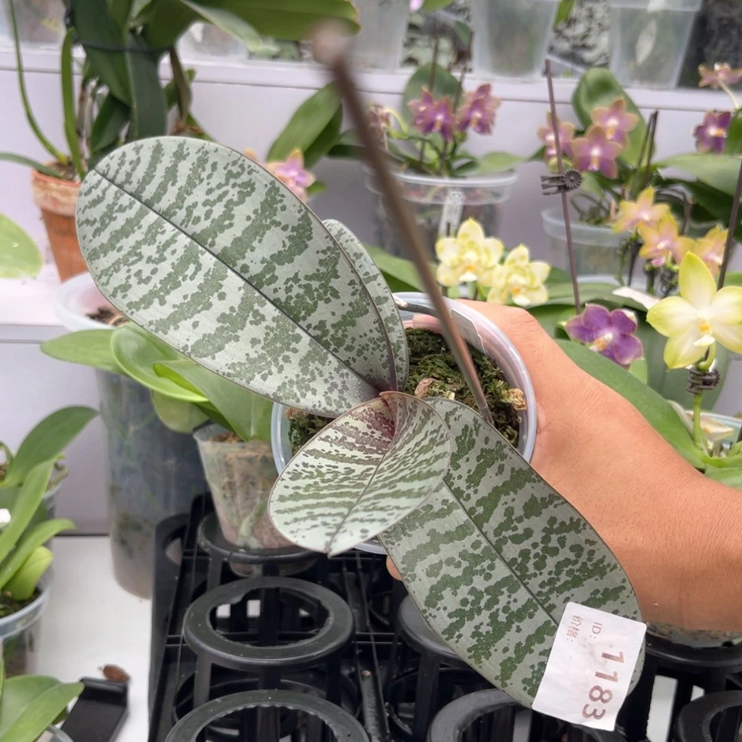 完全开放1183 专拍JG2317