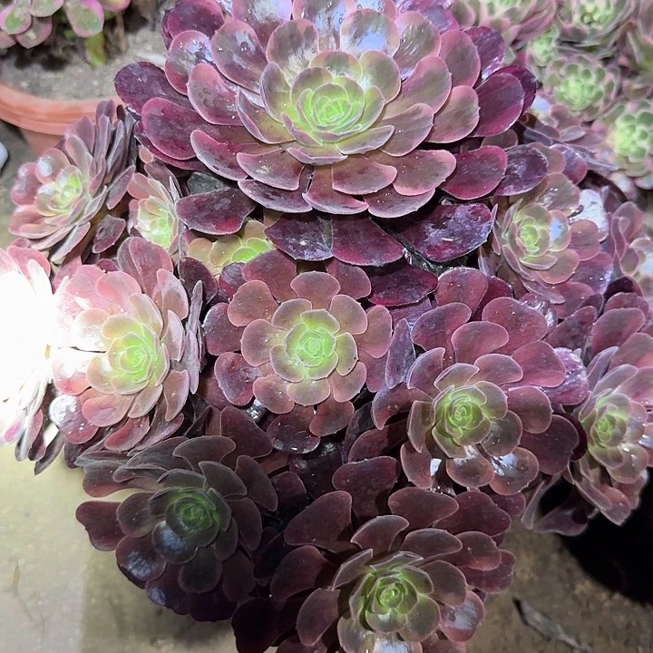 新品种爱神巨无霸大颗捧花亏本福利