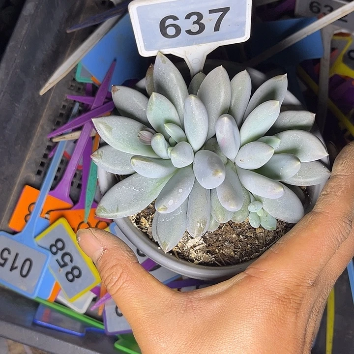 多肉植物胖体哥特637