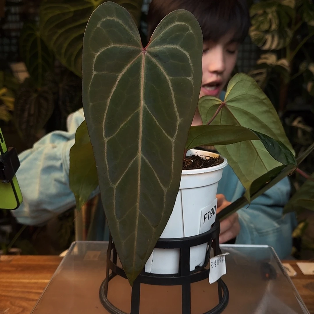 完全开放F190fs杂波特