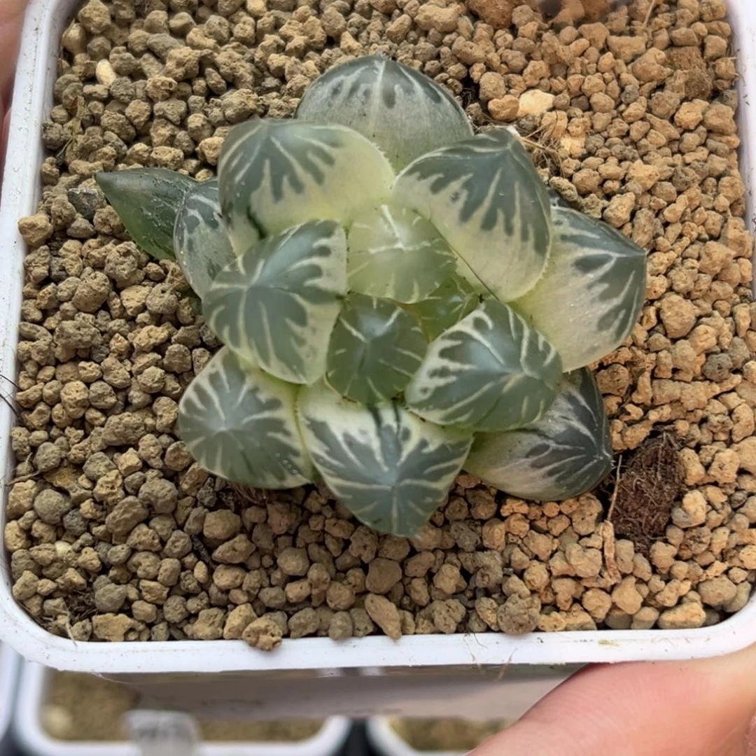 21糊斑龙爪玉露锦十二卷多肉