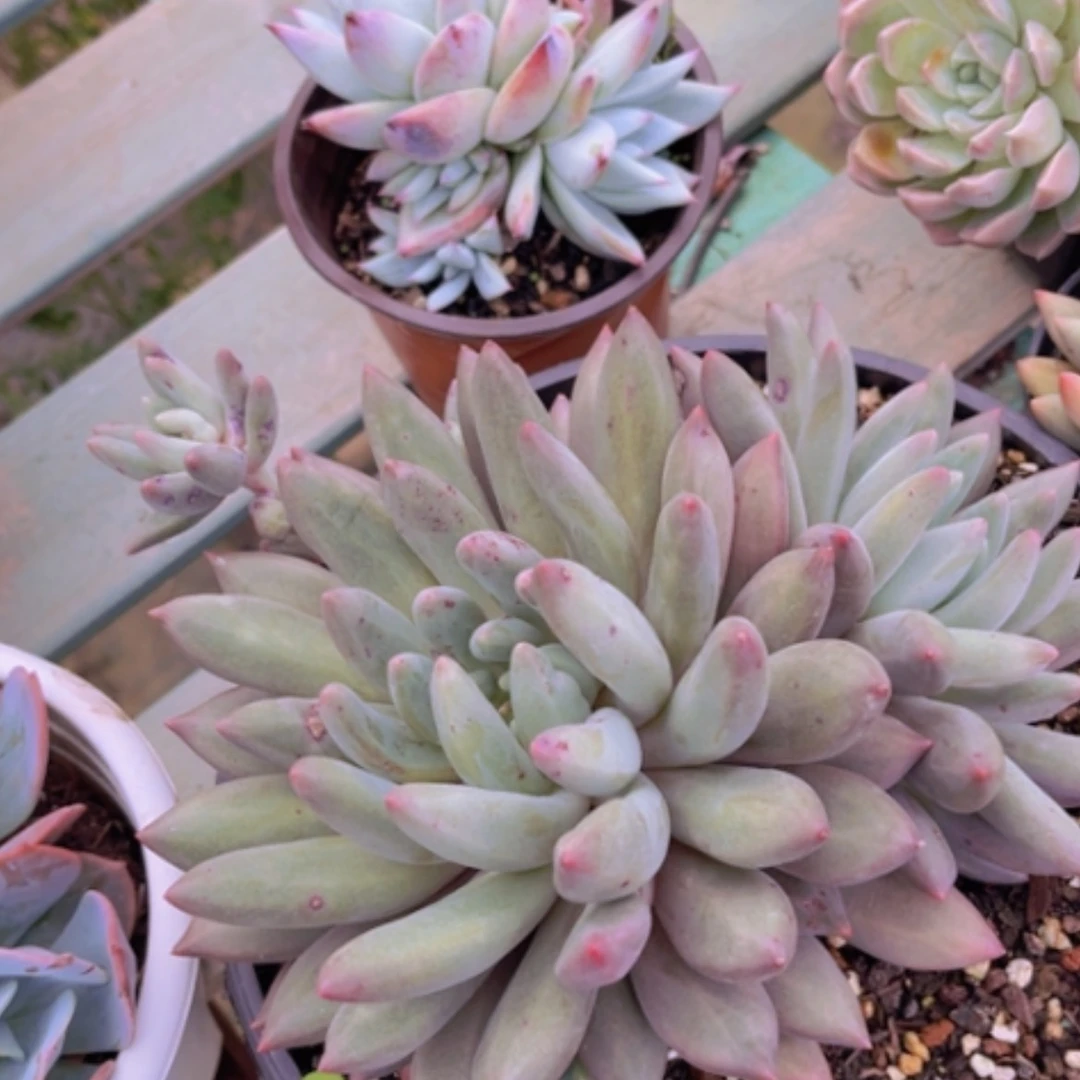 【闪购商品】水晶球30111