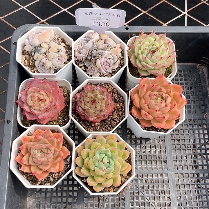 薇薇安园艺多肉1330