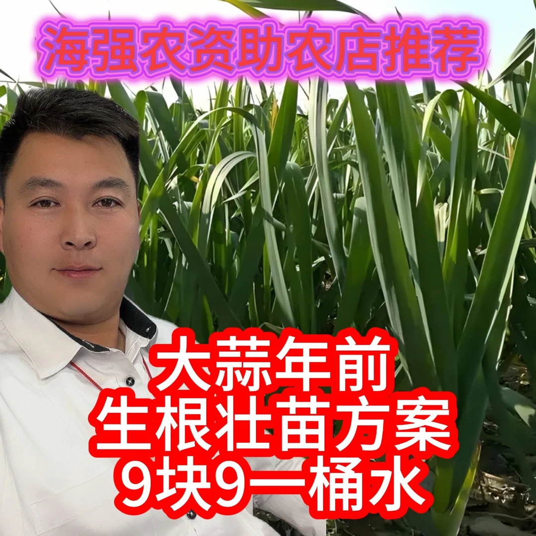 蒜苗年前生根壮苗营养方案