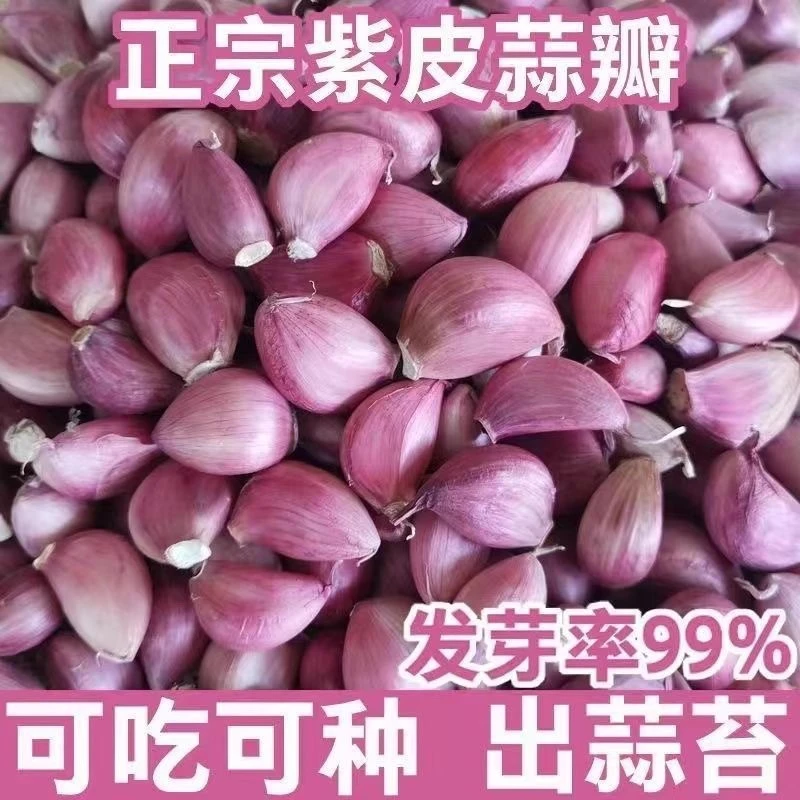 红根蒜瓣种子香蒜硬叶蒜苗一年三茬连续种植四季阳台盆栽大蒜可吃