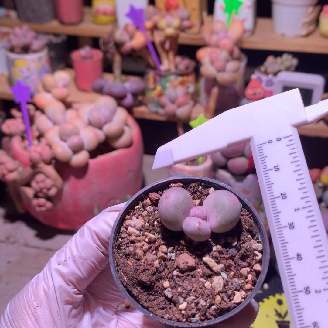 黄金鸡蛋大叶奶。