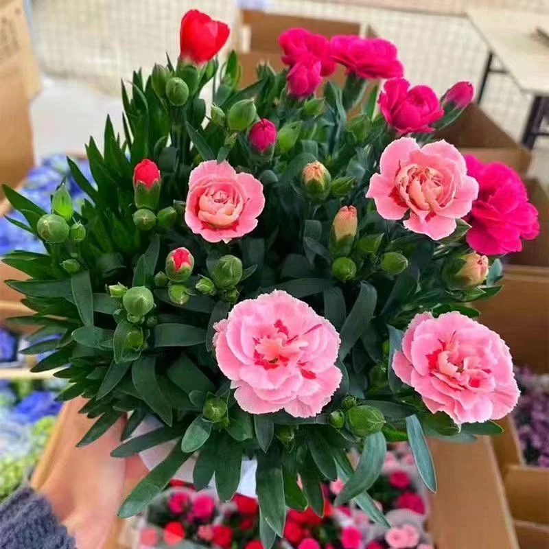 康乃馨盆栽开花带香味耐寒花卉多季节植物阳台庭院植物盆栽