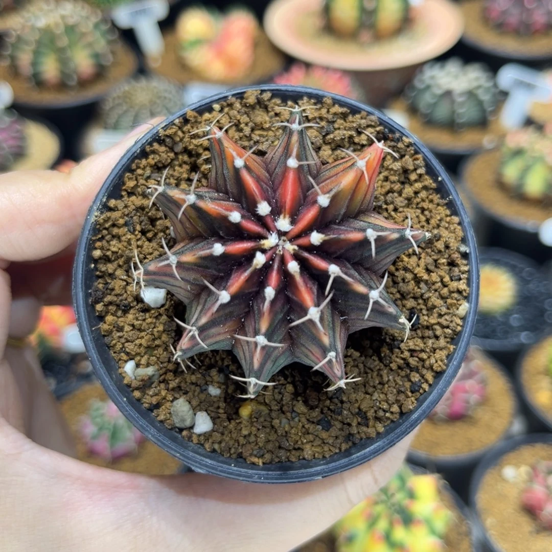 5cm泰系实生乌贼肋骨锦