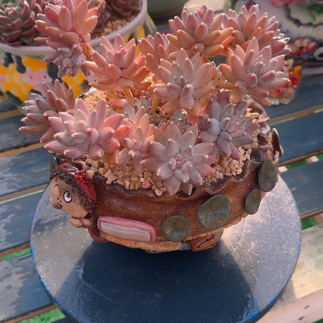 约*星空美人精品多肉