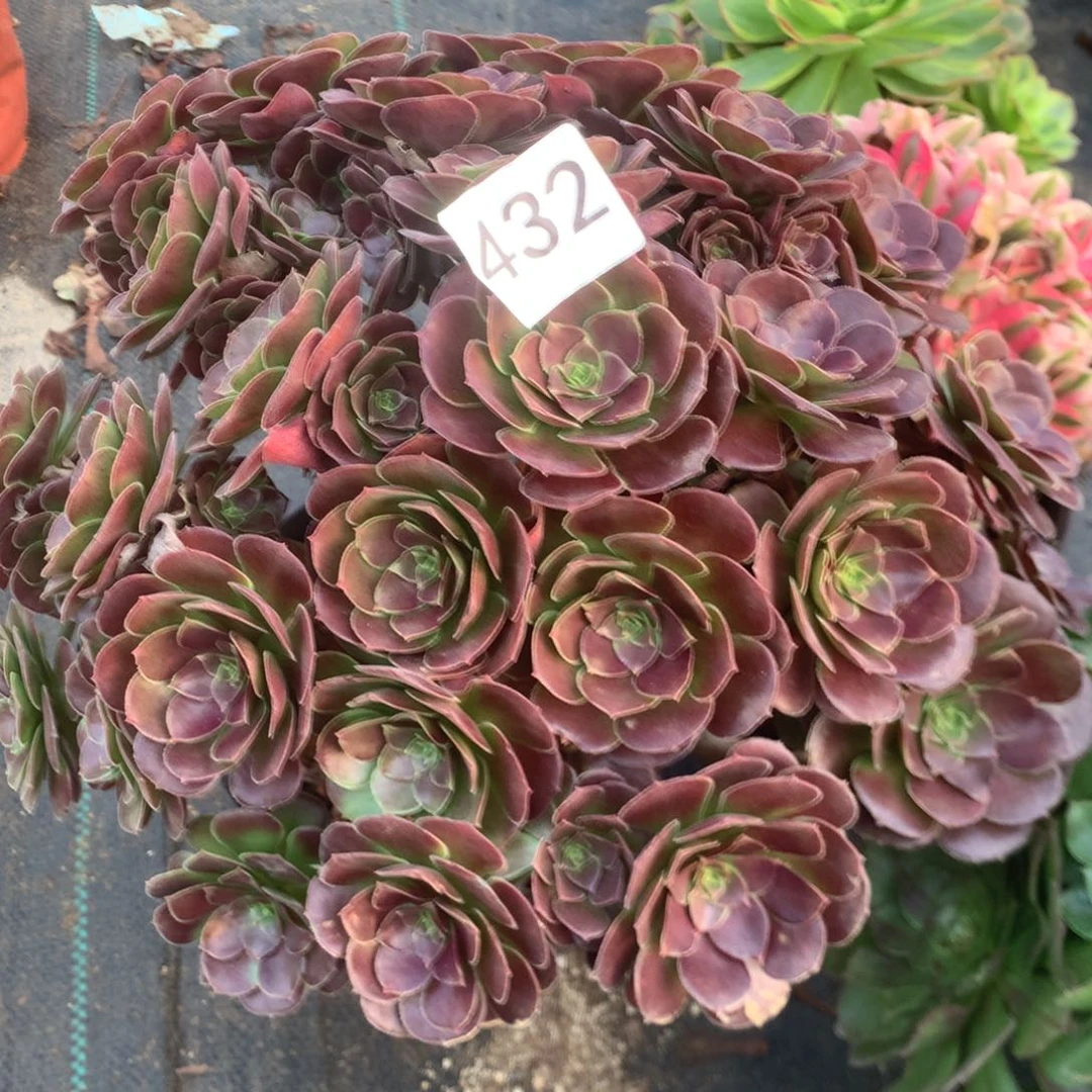 432荷兰玫瑰多肉植物