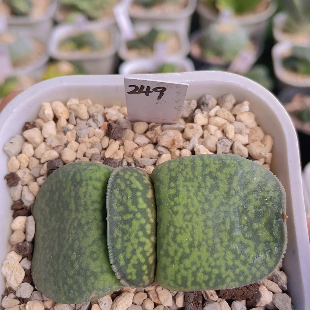 249号脱土发货111