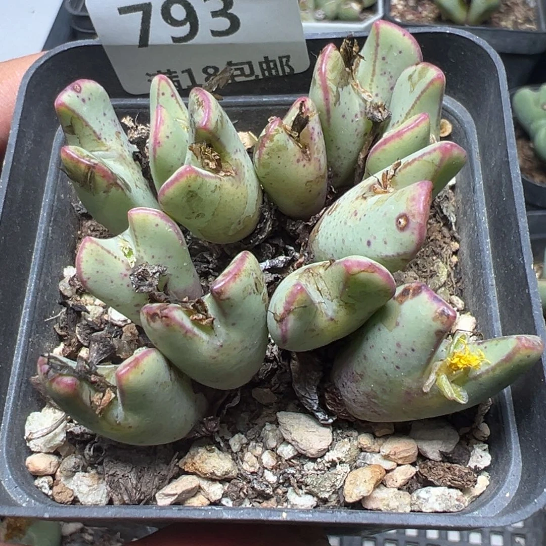 【闪购商品】 793。