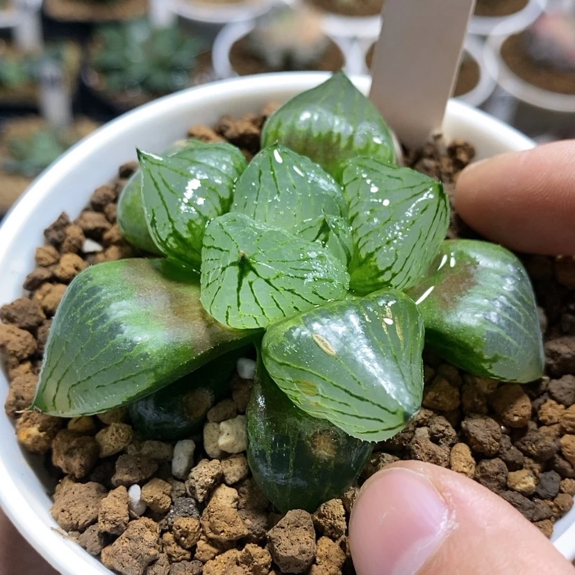 【闪购商品】75裹般若实生