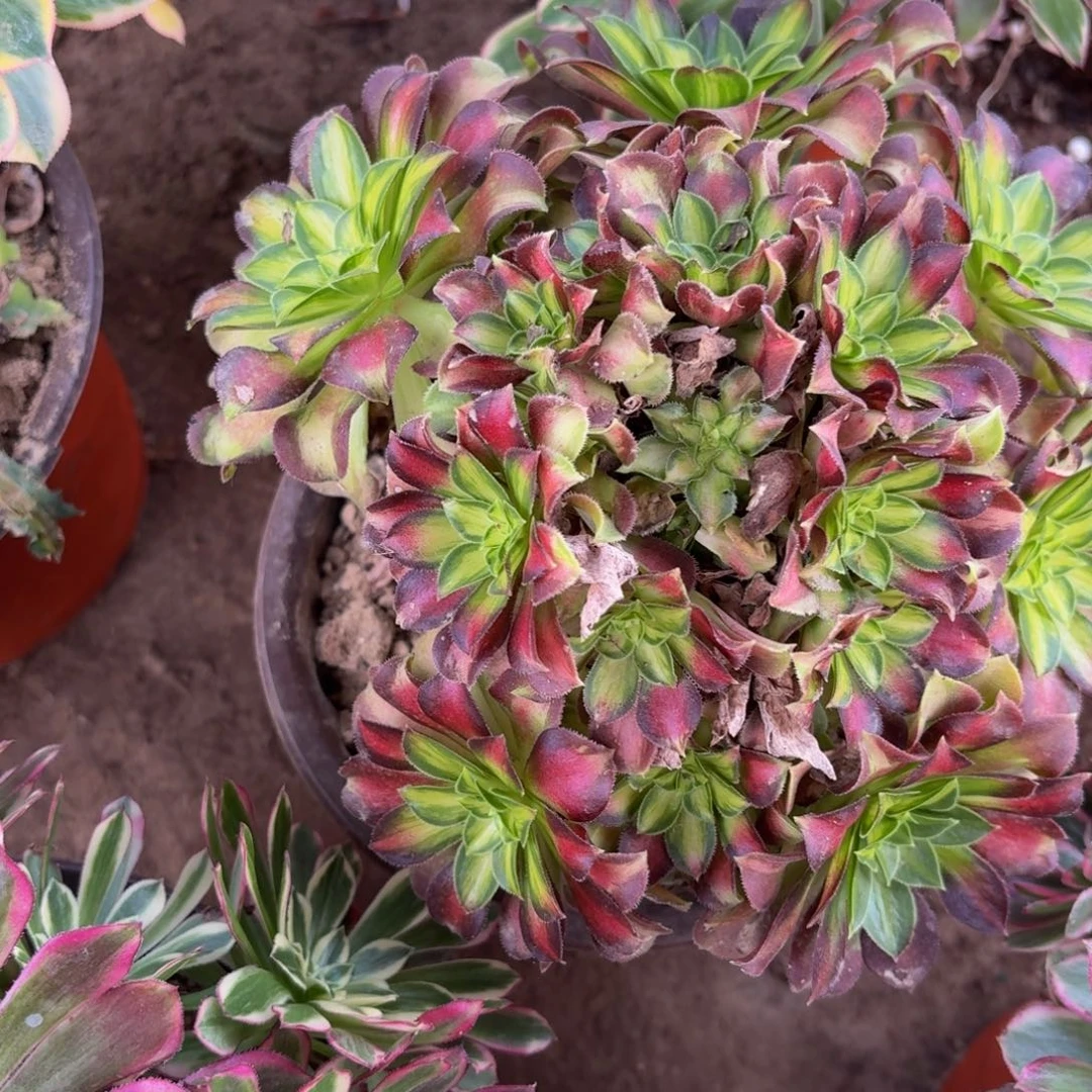 352多肉植物捧花的时候