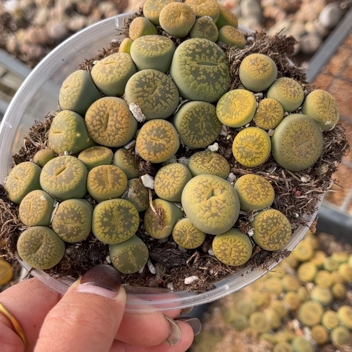 一盒黄日轮888888888888